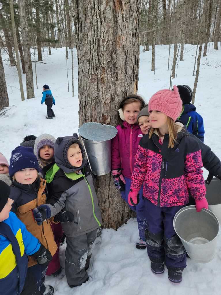 Students taping a tree for maple syrup